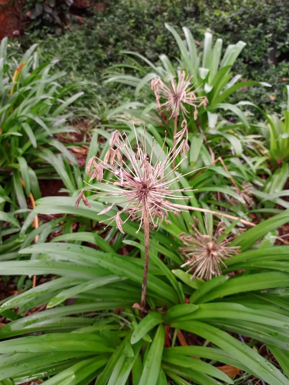 Soft pink flowers growing among green leaves