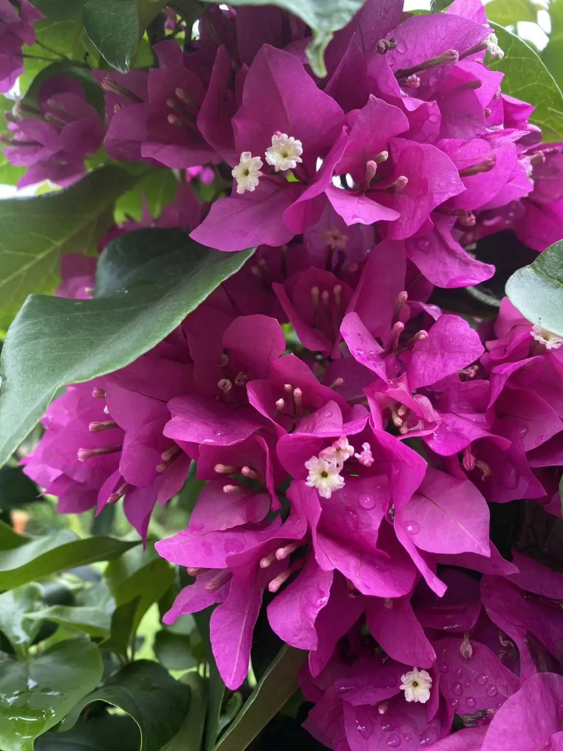 Bright blossoms and green leaves in spring
